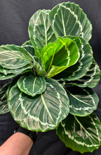 Load image into Gallery viewer, Calathea 'Green Lipstick' (Goeppertia roseopicta ‘Green Lipstick’)
