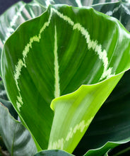 Load image into Gallery viewer, Calathea 'Green Lipstick' (Goeppertia roseopicta ‘Green Lipstick’)
