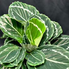 Load image into Gallery viewer, Calathea 'Green Lipstick' (Goeppertia roseopicta ‘Green Lipstick’)
