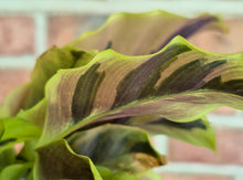 Load image into Gallery viewer, Calathea 'Yellow Allusion'
