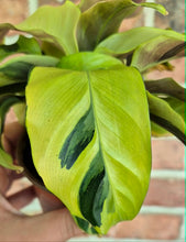 Load image into Gallery viewer, Calathea 'Yellow Allusion'
