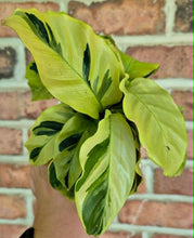 Load image into Gallery viewer, Calathea 'Yellow Allusion'
