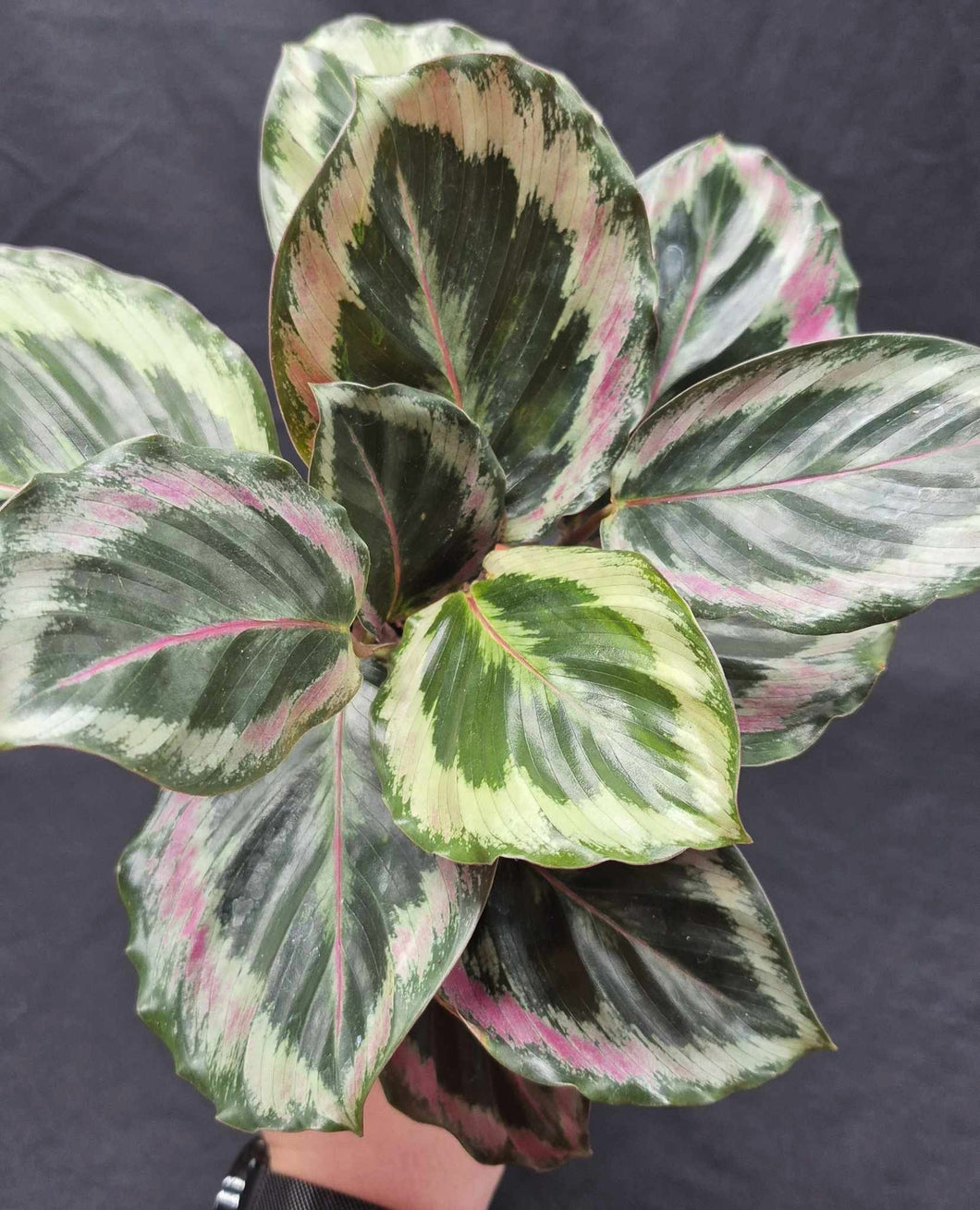 pink and green prayer plant Calathea roseopicta (Prayer Plant) – Cedar Bridge Botanicals