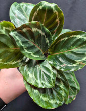 Load image into Gallery viewer, Calathea &#39;Medallion&#39;
