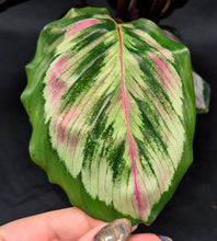 Load image into Gallery viewer, Calathea 'Mysty'
