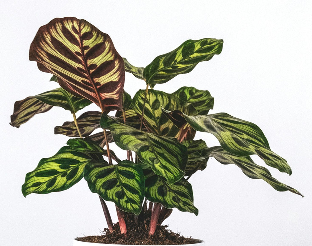 Peacock Calathea (Calathea Makoyana)