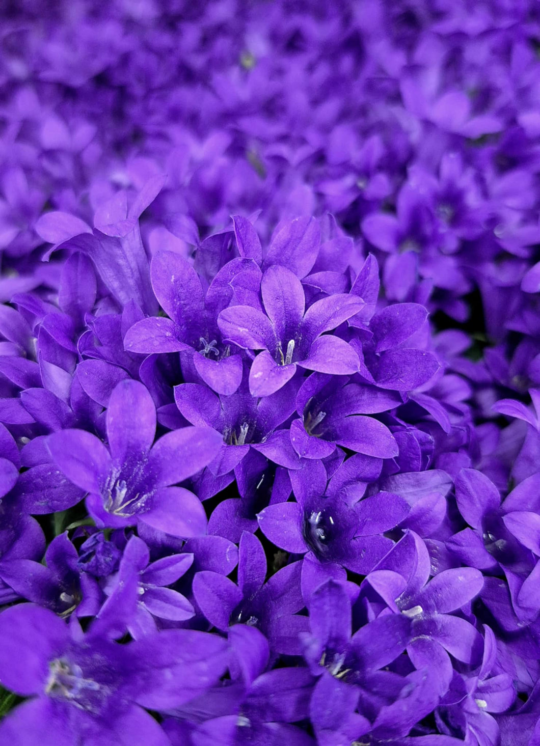 Purple Bellflower (Campanula 'Majestic Purple')