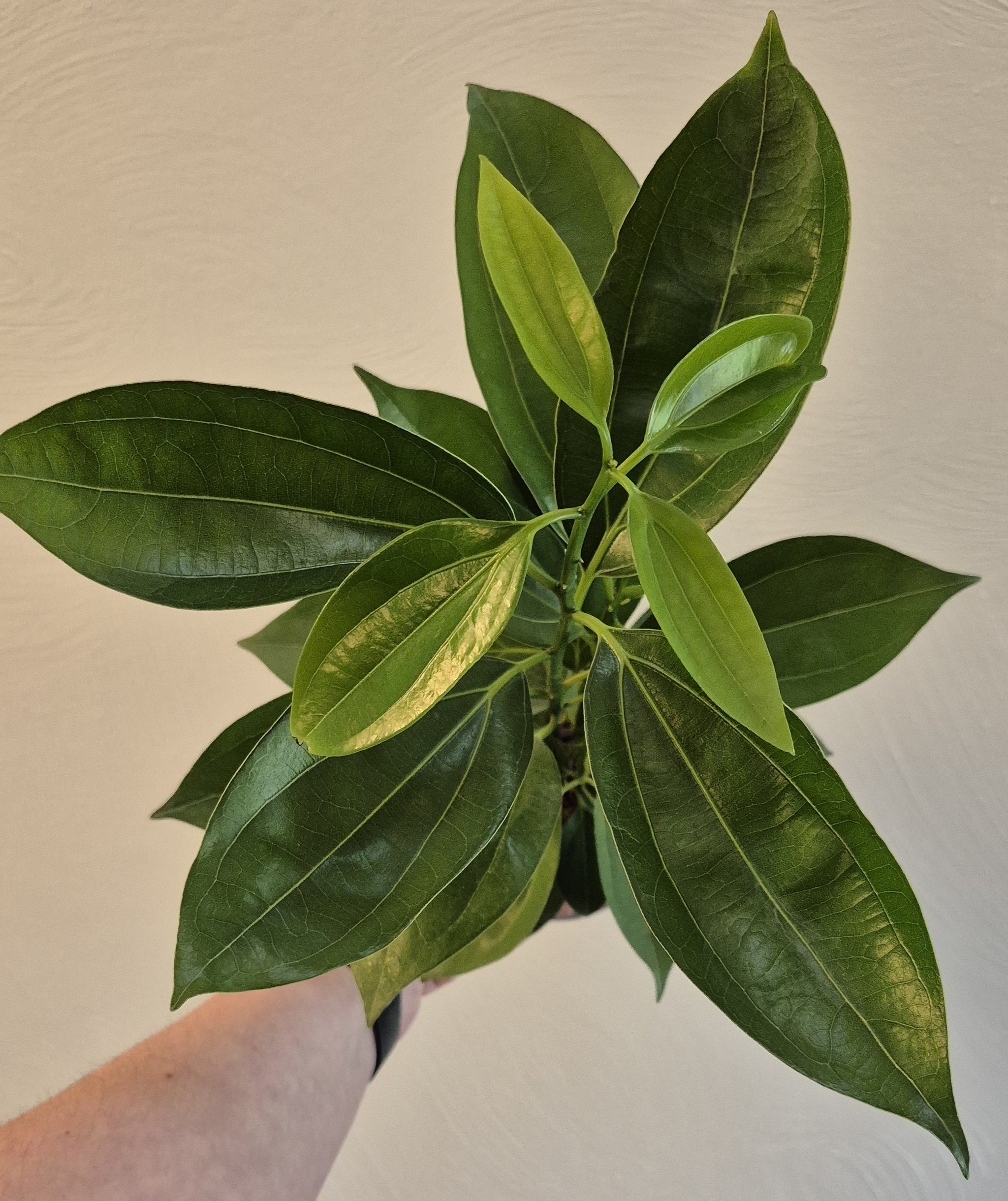 cinnamon plant leaf Cinnamon Tree (Cinnamomum verum) – Cedar Bridge Botanicals