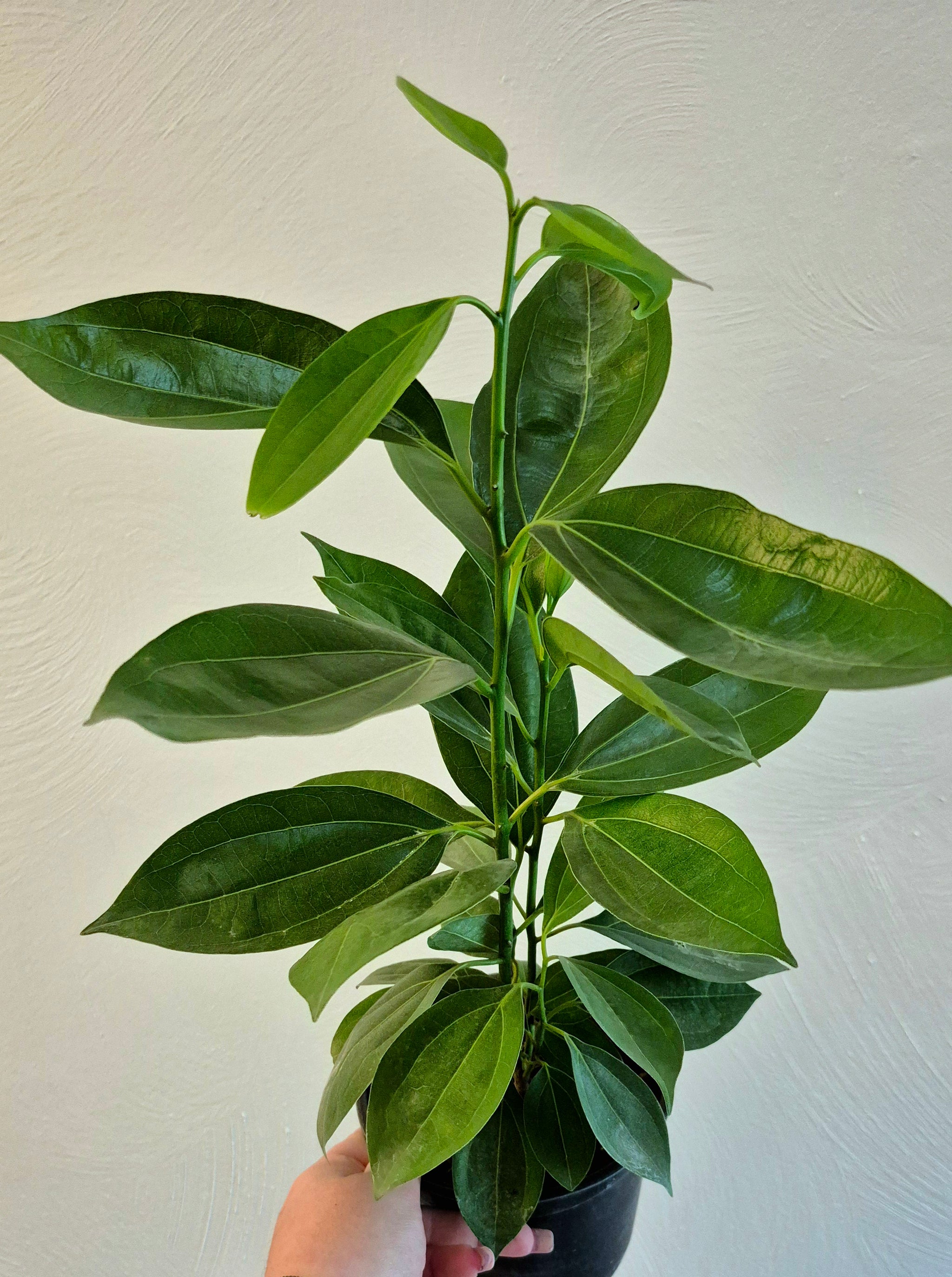 Cinnamon Tree (Cinnamomum verum) – Cedar Bridge Botanicals
