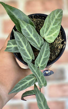 Load image into Gallery viewer, Jungle Vine (Cissus amazonica)
