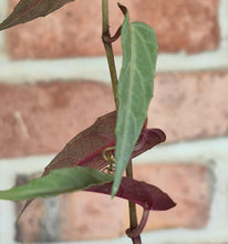 Load image into Gallery viewer, Jungle Vine (Cissus amazonica)
