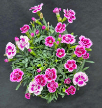 Load image into Gallery viewer, Dianthus caryophyllus &#39;Pink Kisses&#39;
