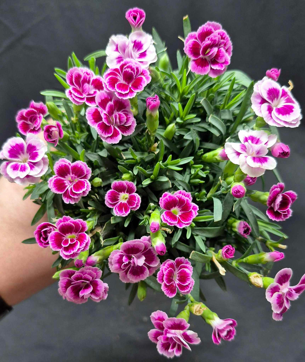 Dianthus caryophyllus 'Pink Kisses'