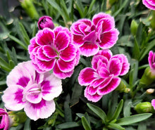 Load image into Gallery viewer, Dianthus caryophyllus &#39;Pink Kisses&#39;
