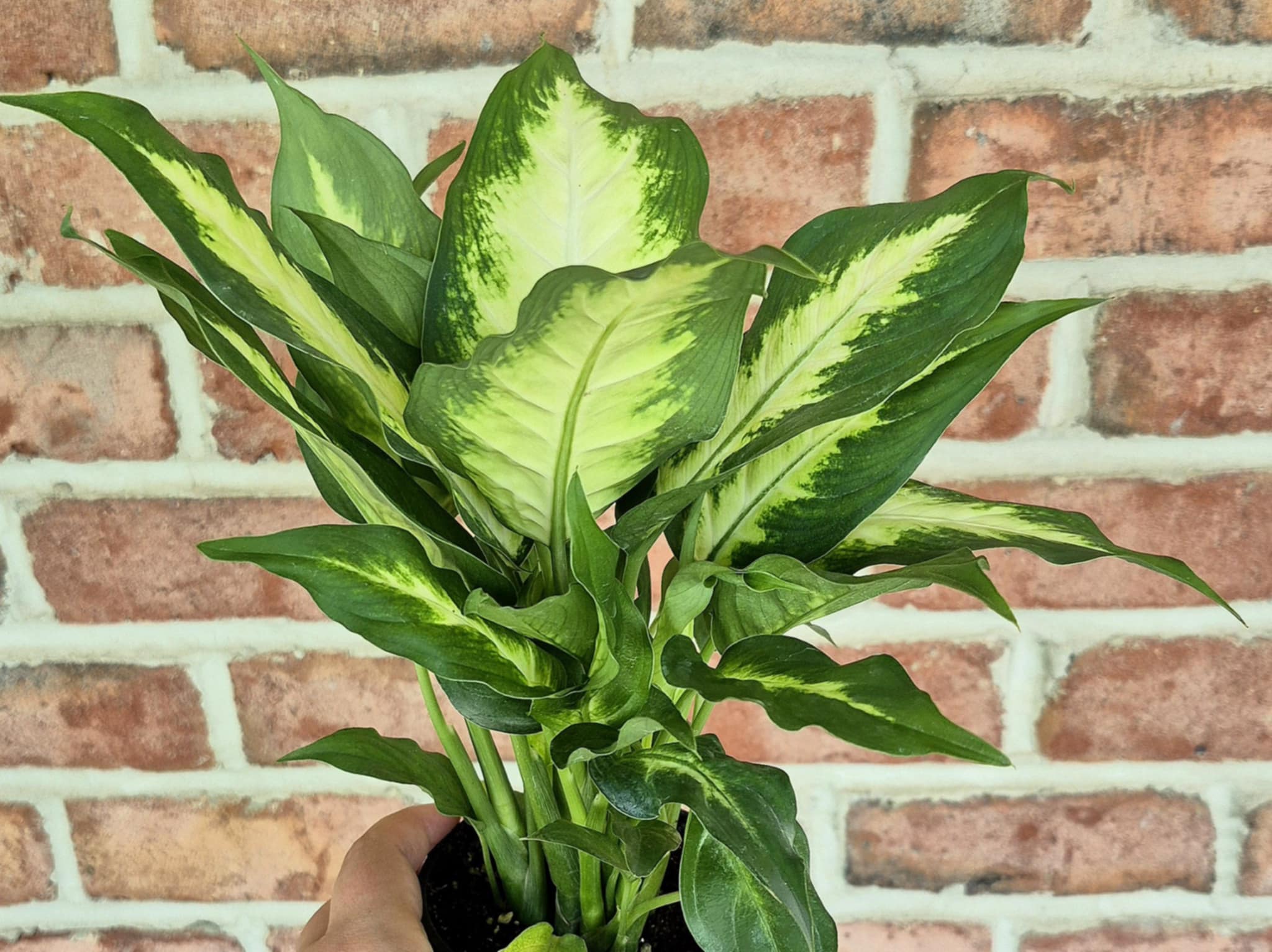 buy dieffenbachia plant Dieffenbachia 'Honeydew' – Cedar Bridge Botanicals