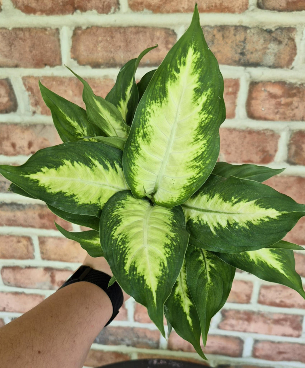 waterwick dieffenbachia Dieffenbachia 'Honeydew' – Cedar Bridge Botanicals