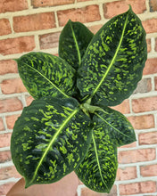 Load image into Gallery viewer, Dieffenbachia &#39;Reflector&#39;
