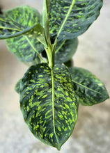 Load image into Gallery viewer, Dieffenbachia &#39;Reflector&#39;
