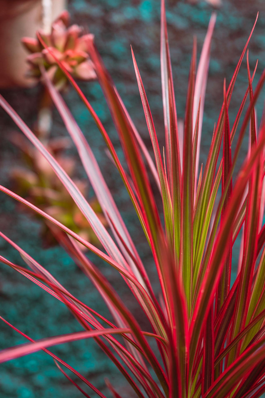 dracaena marginata colourama Dragon Tree (Dracaena marginata 'Colorama') – Cedar Bridge Botanicals