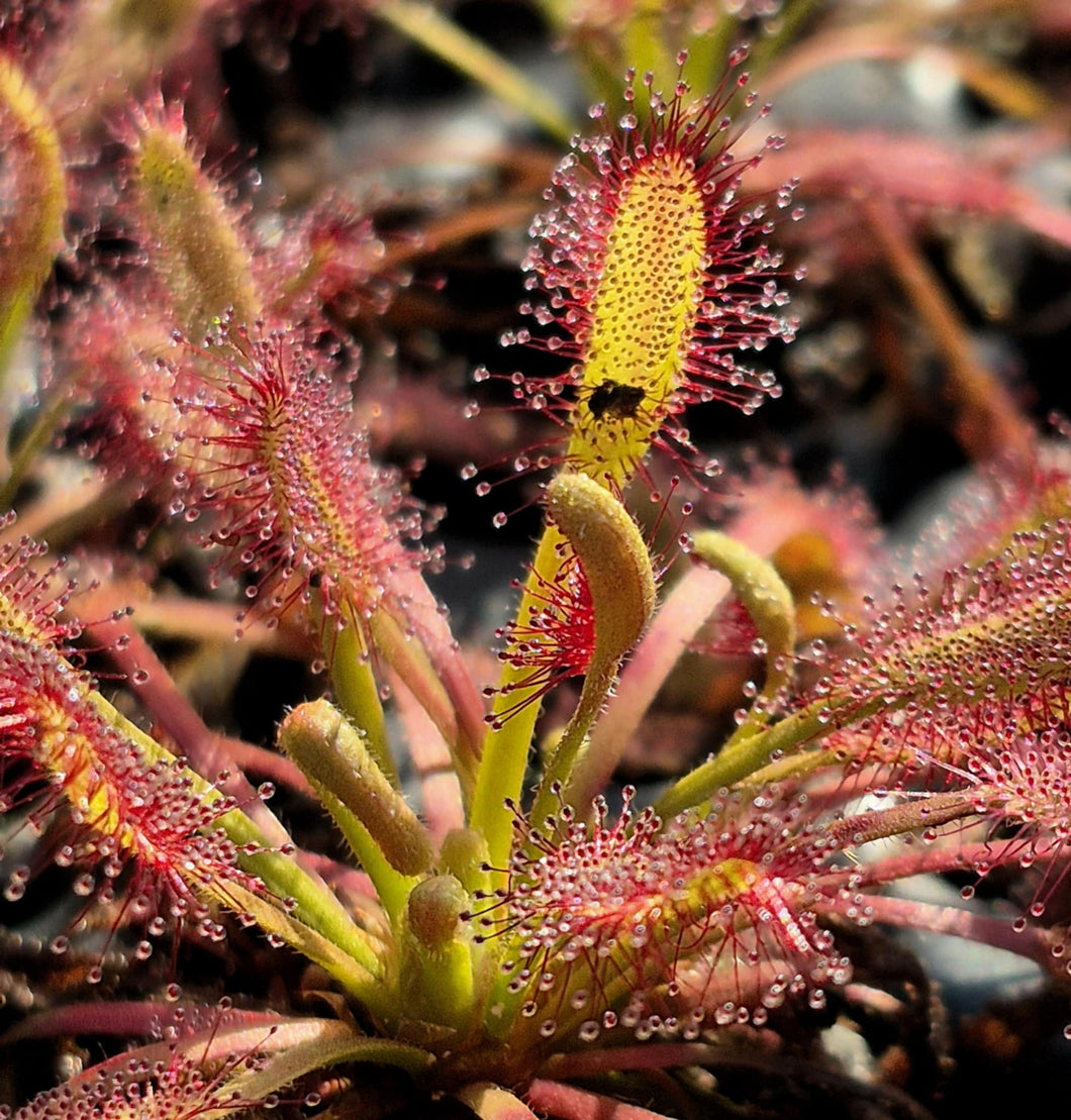 Drosera capensis 'Mini Red'