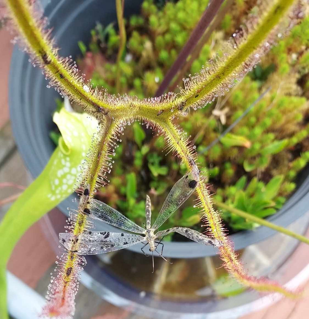 Drosera binata