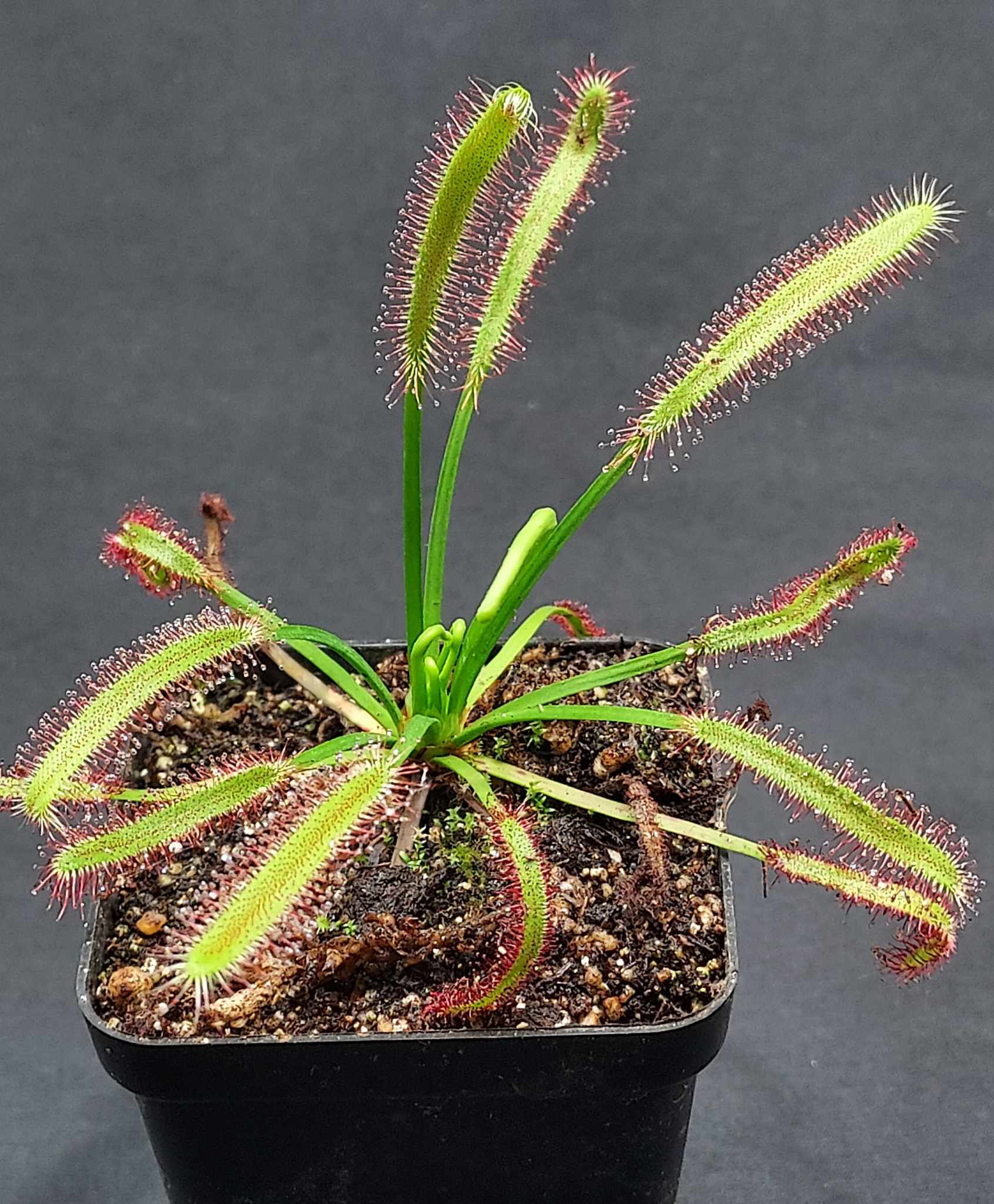 Drosera capensis (Cape Sundew) – Cedar Bridge Botanicals