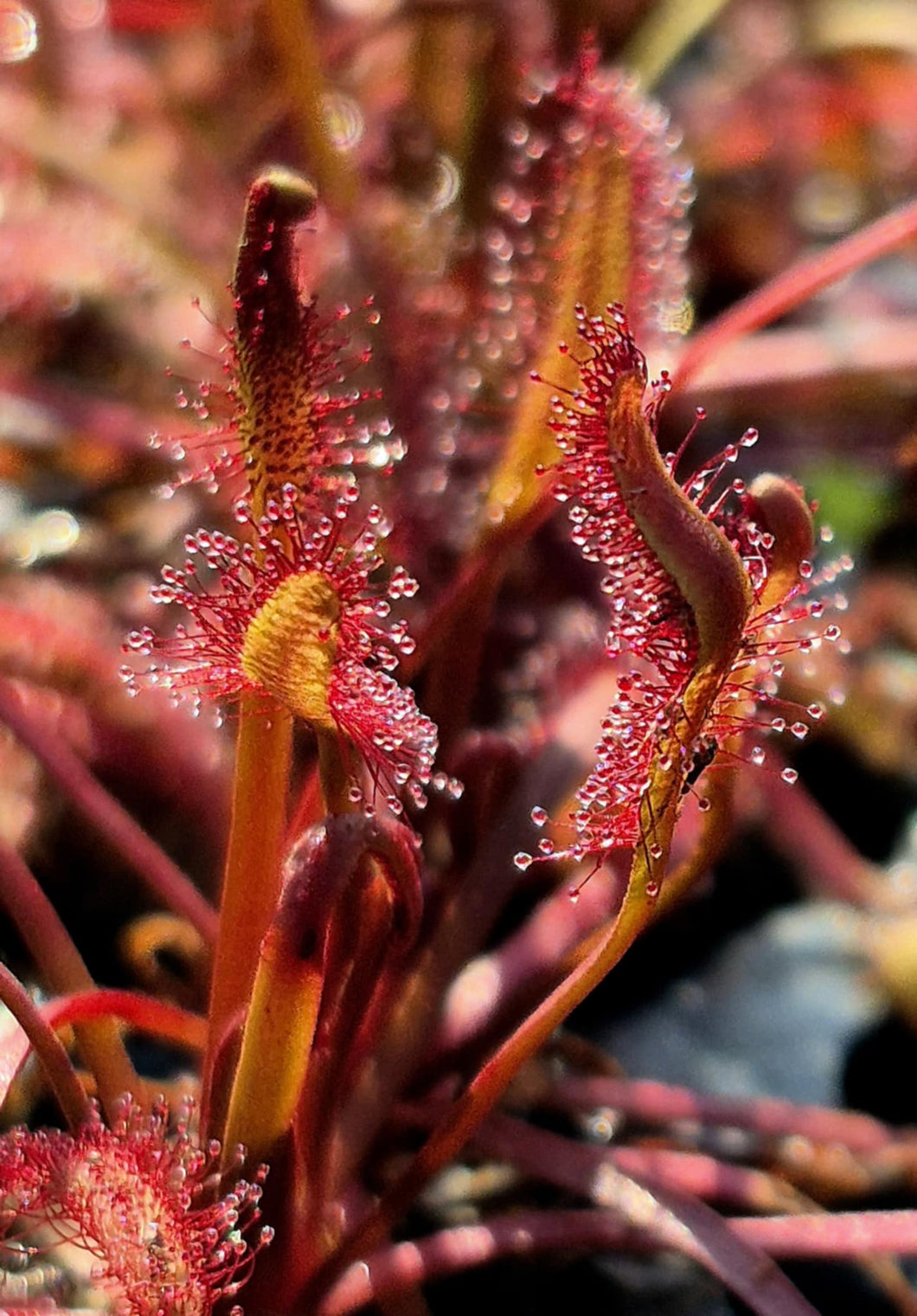 Drosera capensis 'Dark Maroon'
