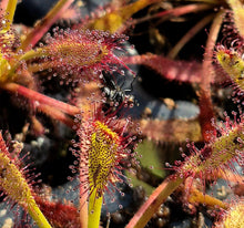 Load image into Gallery viewer, Drosera capensis &#39;Mini Red&#39;
