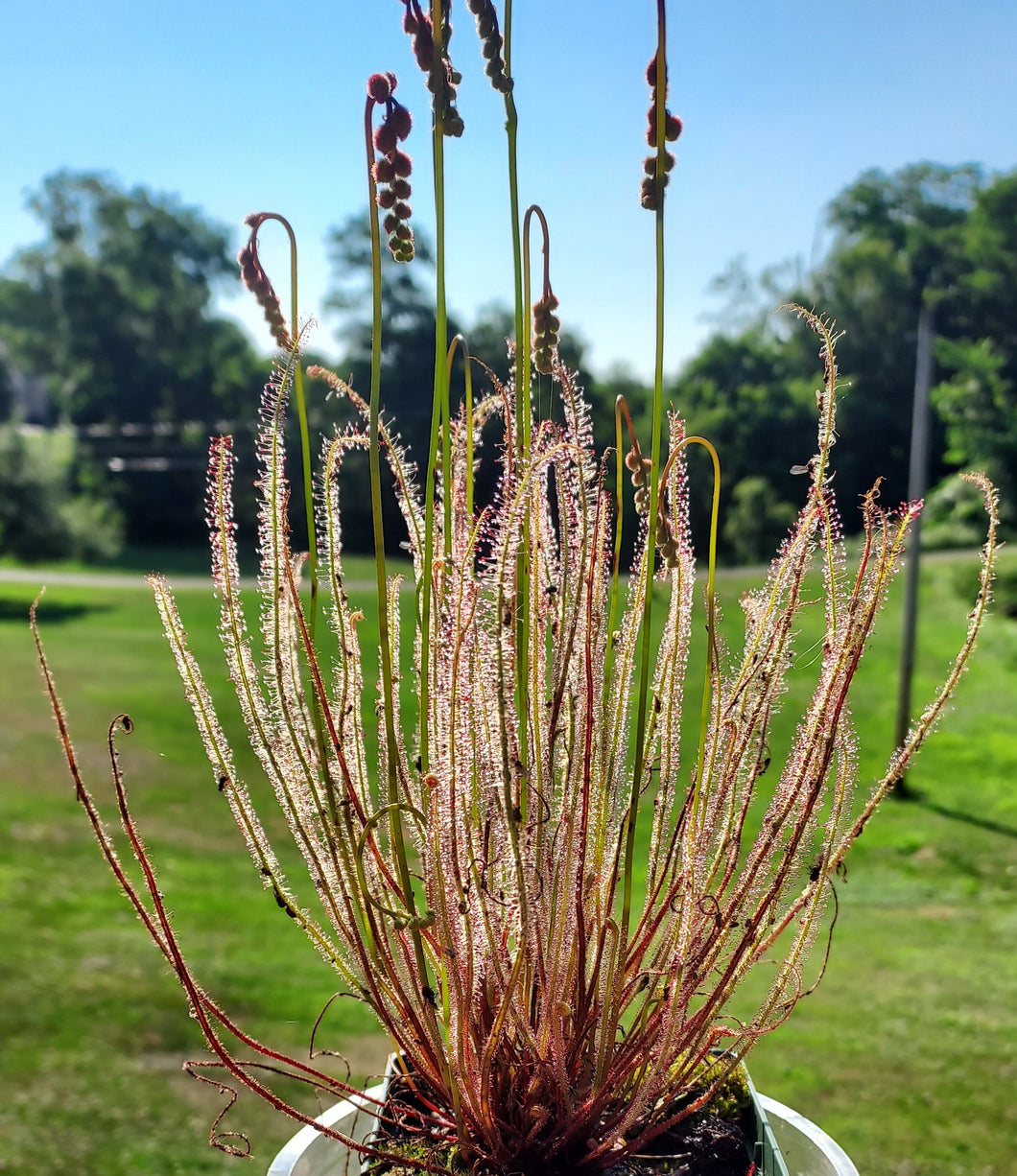 Threadleaf Sundew (Drosera filiformis)