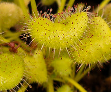 Load image into Gallery viewer, Drosera prolifera (Hens and Chicks Sundew)
