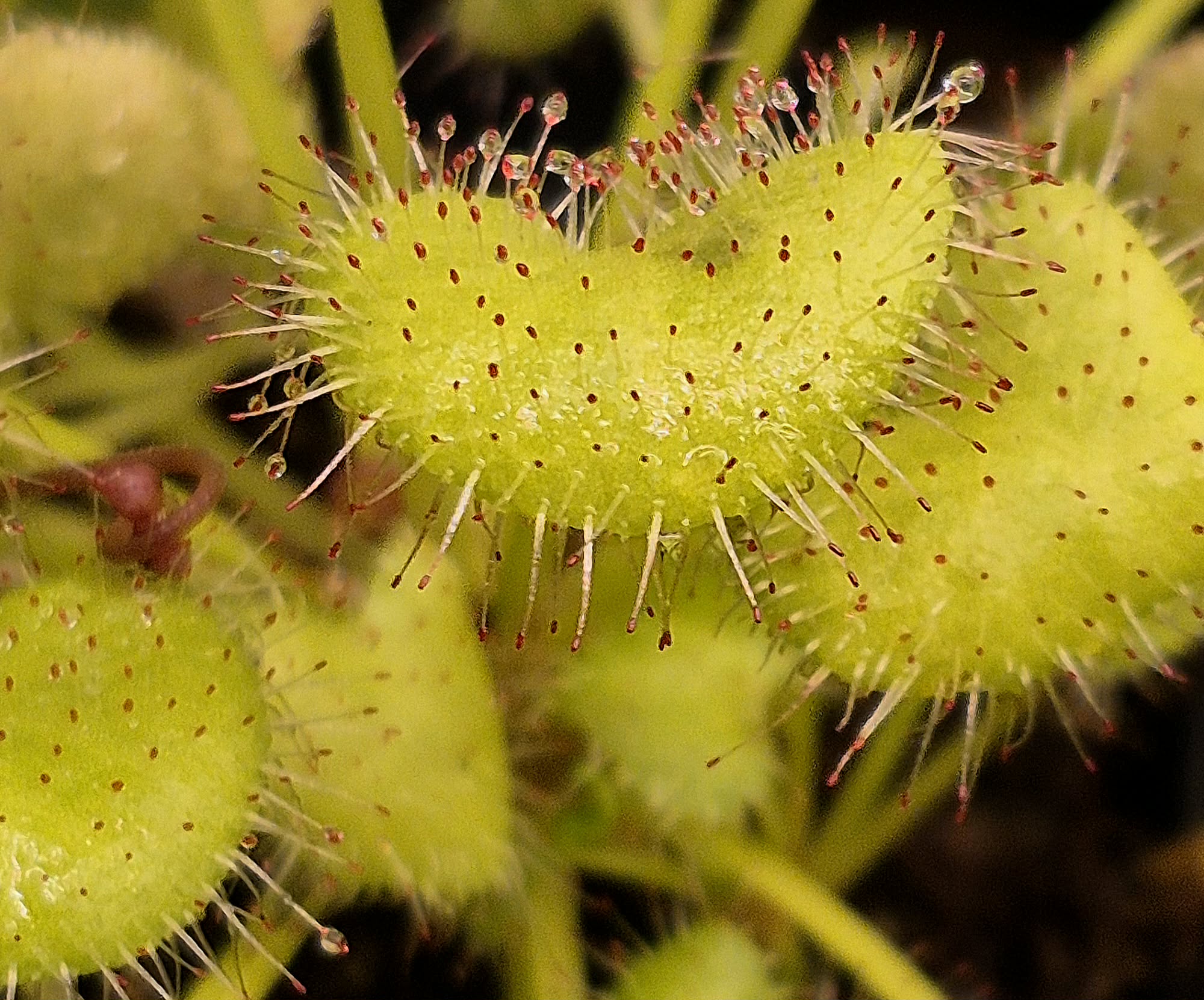 Plants – Page 5 – Cedar Bridge Botanicals
