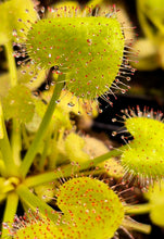 Load image into Gallery viewer, Drosera prolifera (Hens and Chicks Sundew)
