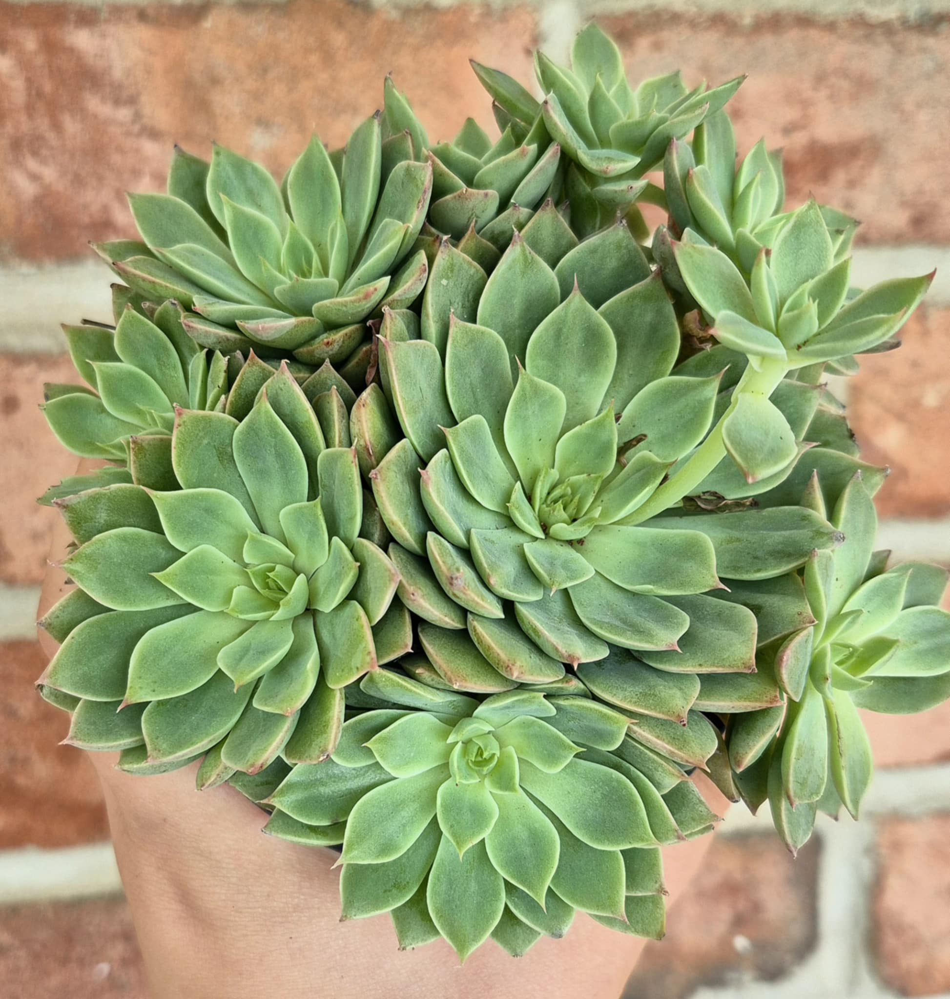 Echeveria sp. – Cedar Bridge Botanicals