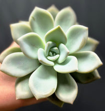 Load image into Gallery viewer, Echeveria 'Asante Sana'
