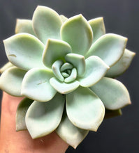 Load image into Gallery viewer, Echeveria 'Asante Sana'
