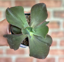 Load image into Gallery viewer, Echeveria gigantea
