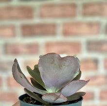 Load image into Gallery viewer, Echeveria gigantea
