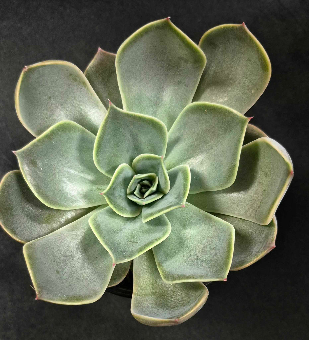 Ghost Echeveria (Echeveria lilacina)