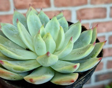 Load image into Gallery viewer, Echeveria parva
