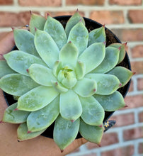 Load image into Gallery viewer, Echeveria parva
