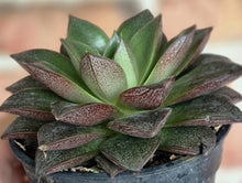 Load image into Gallery viewer, Echeveria purpusorum
