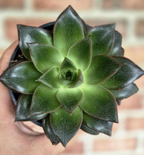 Load image into Gallery viewer, Echeveria purpusorum
