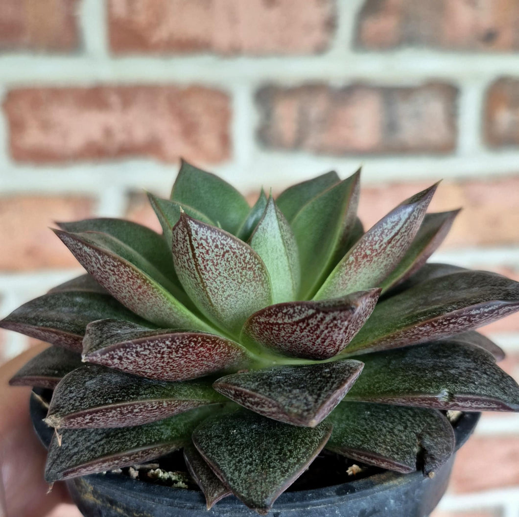 Echeveria purpusorum