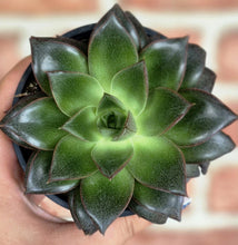 Load image into Gallery viewer, Echeveria purpusorum
