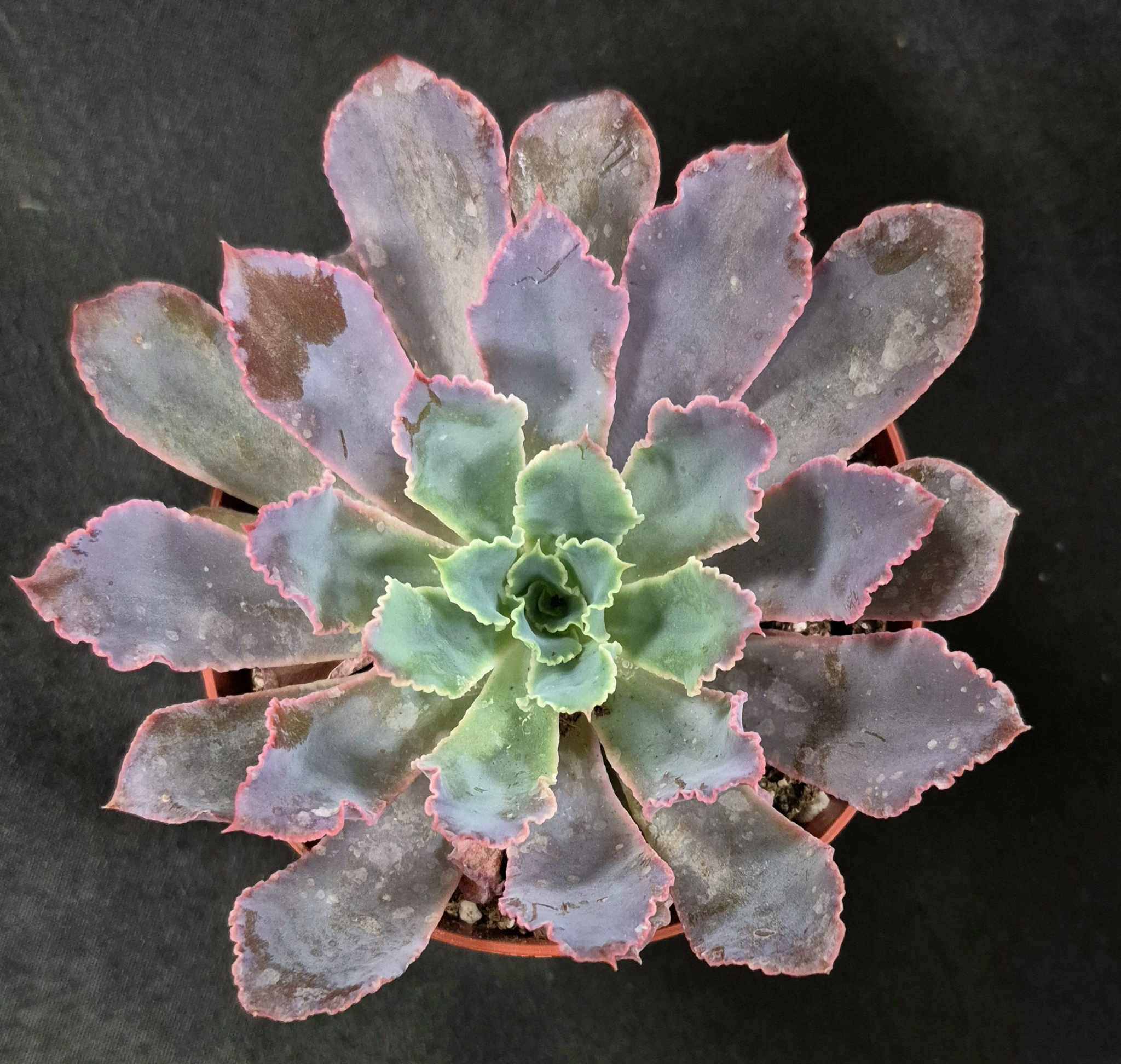 Echeveria shaviana – Cedar Bridge Botanicals