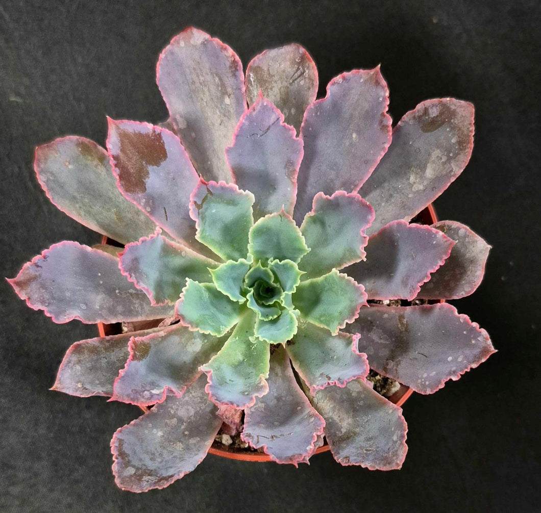 Echeveria shaviana