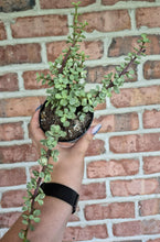 Load image into Gallery viewer, Elephant Bush (Portulacaria afra)
