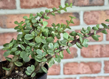 Load image into Gallery viewer, Elephant Bush (Portulacaria afra)
