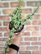 Load image into Gallery viewer, Elephant Bush (Portulacaria afra)
