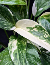 Load image into Gallery viewer, Epipremnum pinnatum albo
